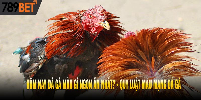 Hôm Nay Đá Gà Màu Gì Ngon? Cách Xem Màu Gà Đá Chuẩn